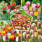 Mezcla de bulbos de tulipanes de primavera completa, 50 bulbos, exclusivamente tulipanes de Holanda, 15 variedades, resistente al invierno y perenne, tulipanes para jardín, macetas, balcón