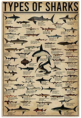 Types of Shark Metall-Blechschild mit Aufschrift Nowledge Graph, lustiges Weltbildung, Wissenschaft, Klassenzimmer, Infografik-Poster, Malerei für tolle Geschenke und dekorative Tür, Wand, Schule,