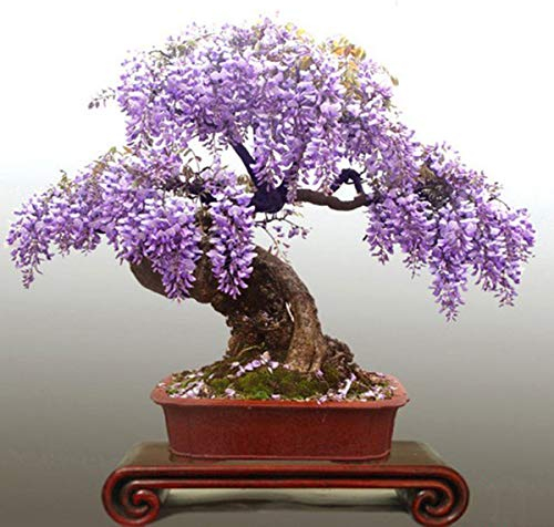 Generic Wisteria Bonsai Seed Kit, Grow Your Own Bonsai Tree