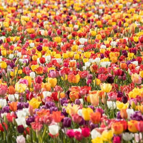 Historische Tulpenmischung 25 Stück Tulipa Blumenzwiebeln Tulpenzwiebeln Früh und Spätblüher aus alten Sorten