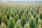 Zypressen Seeds 50 PC Rare Grün Platycladus Orientalis Orientalische Lebensbaum Samen Conifer sät DIY Hausgarten Fresh Air 10