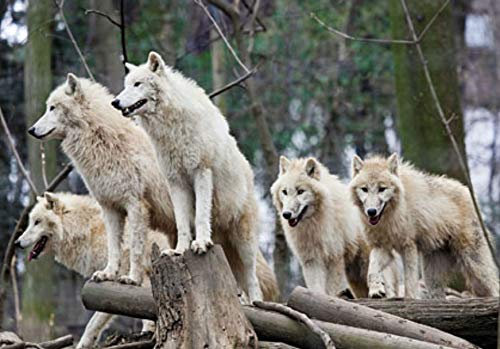 3 D Ansichtskarte Wölfe, Postkarte Wackelkarte Hologrammkarte Tiere Wolf