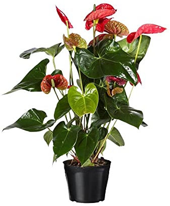 Anthurium rosso ø21 h.90cm pianta vera con fiore per interno