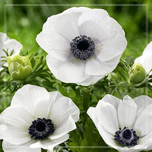 Anemone- Exquisite Schnittblumen Alasines-Anemone Mehrjährig Winterhart -Anemonen Zwiebeln