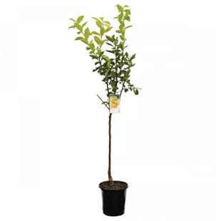 Japanische Persimone Baum, Kaki Obstbaum, 120-140 cm Höhe, im Topf