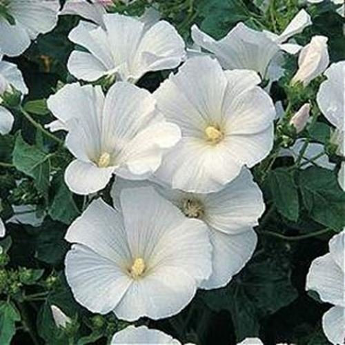Frescos 1000 semillas - semillas de flor de malva de Rose Mont Blanc