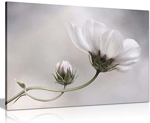 Panther Print Fine Art Prints White Cosmos Flower Floral Garden Artistic Framed Canvas Print, Pictures for Home Walls, Bedroom, Living Room & Bathroom Decor 31x20cm (12x8in)