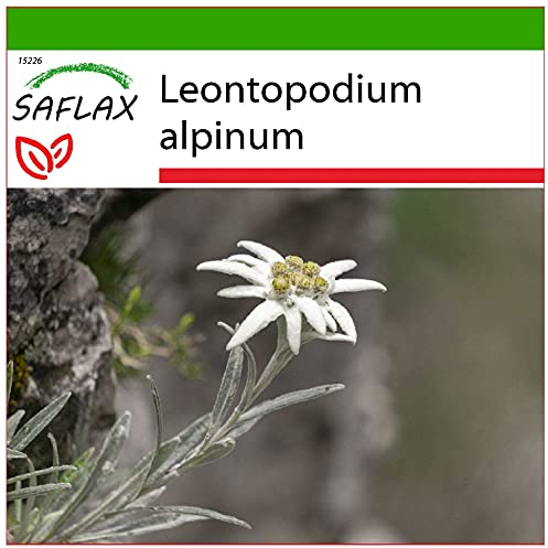 SAFLAX - Heilpflanzen - Edelweiss - 500 Samen - Mit keimfreiem Anzuchtsubstrat - Leontopodium alpinum