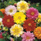 DALIA BAMBINO MISCUGLIO NR.25 SEMI