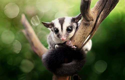 LHJOY Geschenk Mädchen 3D Puzzle 1000 Teile Tierisches Zucker-Opossum 75X50Cm