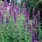 Semi freschi - Hysop gigante - 1200 semi - Agastache Mexicana Lavanda Blue - Fiore perenne:Seeds