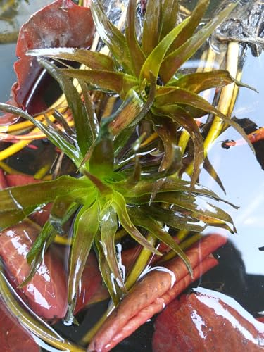 4 Jungpflanzen Krebsschere Stratiotes aloides Schwimmpflanze Teichpflanze Wasserpflanze