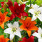 Lilium martagon zwiebeln,Winterharte,lilien im topf,lilie riesen,lilien deko,lilien zwiebeln forever susan,lilie,duft lilien,lilien knollen,lilien zwiebeln winterhart mehrjährig.-10 zwiebeln-J