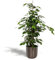 Ficus benjamina Danielle - Birkenfeige - Zimmerpflanze - Ø21cm - ↑95cm + Topf Mayk Blei