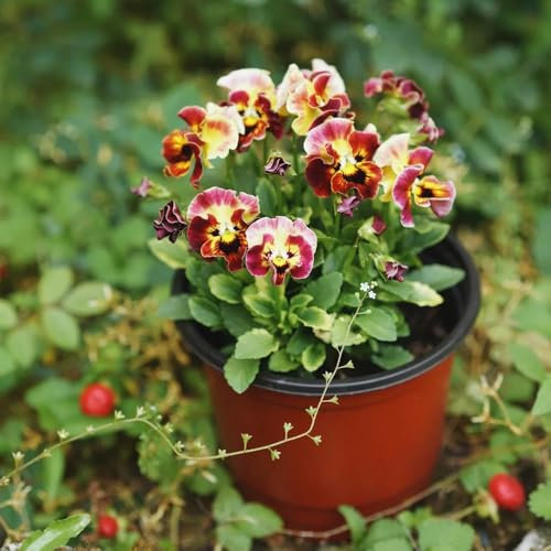250 piezas Semillas de pensamiento silvestre, Maceta bonsái regalos prácticos semillas de flores silvestres semillas de flores, viola tricolor, jardinería plantas resistentes para