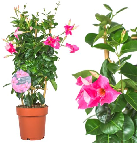 IFLO® Dipladenia Mandevilla Kletterpflanze pink rosa im Topf für Balkon Terrasse & Garten blühende Kübelpflanze 1 Pflanze