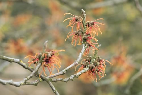 Hamamelis x intermedia 'Jelena' 60-80 cm – Winterhart, Mehrjährig, Pflegeleicht – Zaubernuss – Solitärstrauch für Garten & Vorgarten