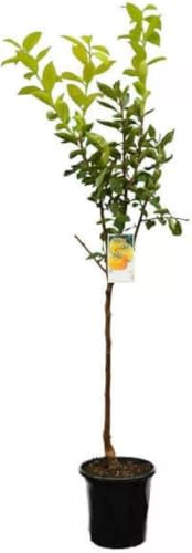 Diospyros Kaki 'Cioccolatino' Kakibaum, Winterharte Veredelte Pflanze, 150-170cm