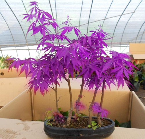 50 PCS Lila Maple Samen selten in der Welt Kanada ist ein schönes Lila Maple Bonsai Pflanzen BäumePurple Ghost