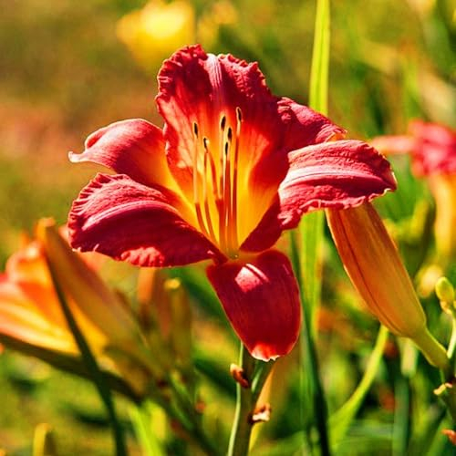Taglilienzwiebeln-Winterhart MehrjäHrig,Hemerocallis Knollen,Taglilien Pflanzen,Taglilien Zwiebeln Winterhart MehrjäHrig,Winterharte Stauden,Bonsai Pflanze-10zwiebeln-c