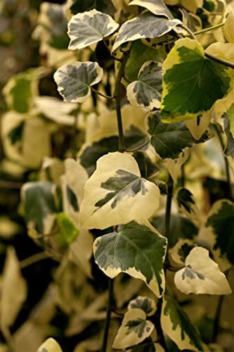 Hedera colchica 'Dentata Variegata' 40-60 cm - Persischer Efeu, grün-gelb panaschierte Blätter, immergrün, ideal für Kübel und Rankhilfen, pflegeleicht