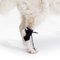 Ortocanis - Korrekturhilfe für Hunde - Knuckling, Myelopathien, Wirbelsäulenverletzungen - Korrigiert Pfotenhaltung, verhindert Verletzungen - Spezialisten Barcelona - Größe: M 11,5-14 cm