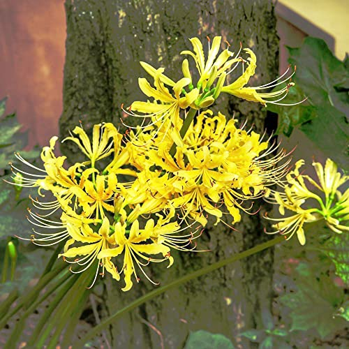 5 Stück blutblume lycoris radiata zwiebel winterhart spinnenlilie zwiebeln winterharte balkonpflanzen pflanze blumendeko hochbeet balkon deko wohnzimmer modern garten geschenk