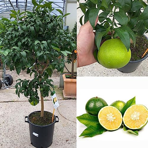 SAVINI VIVAI Clementinenpflanze Mapo Zitrusbaum im 35 cm Topf, Höhe 150-180 cm, 6-7 Jahre Veredelung, hergestellt in Italien