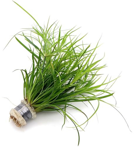 K2AQUA Juncus Repens Live Aquarium Plant Tropical Tank Aquascaping