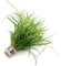 K2AQUA Juncus Repens Live Aquarium Plant Tropical Tank Aquascaping
