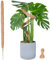 Tuteur Monstera pour Plantes, SproutMaven 120cm x 1 kit de Poteau de Mousse Monstera pour Plantes Grimpantes, Tuteur Coco pour Plantes d'intérieur
