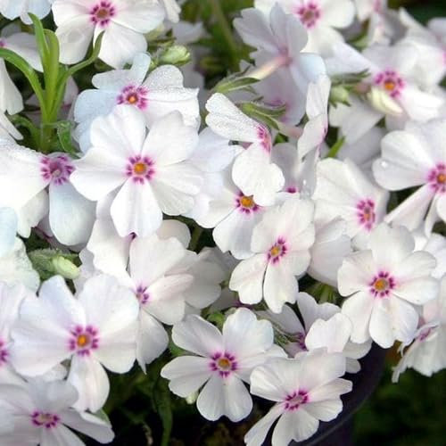 Pianta vera di Phlox subulata Pharao Red Eye - Diametro Vaso Ø 14 cm