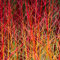 Cornus Sanguinea Midwinter Fire Outdoor Flowering Garden Ready Plant in Pot (20-30cm Incl. Pot)