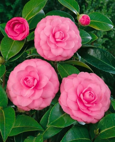 Camellia japonica 'Mrs Tingley' 40-60 cm - Kamelie, hellrosa Blüten, Blütezeit Februar-April, ideal für Kübel, immergrün, pflegeleicht