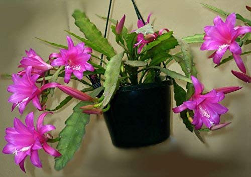 Chiapasia Nelsonii ~ Incredibile Discocactus Epiphyllum ~ Orquídea molto raro 10 Semi ~