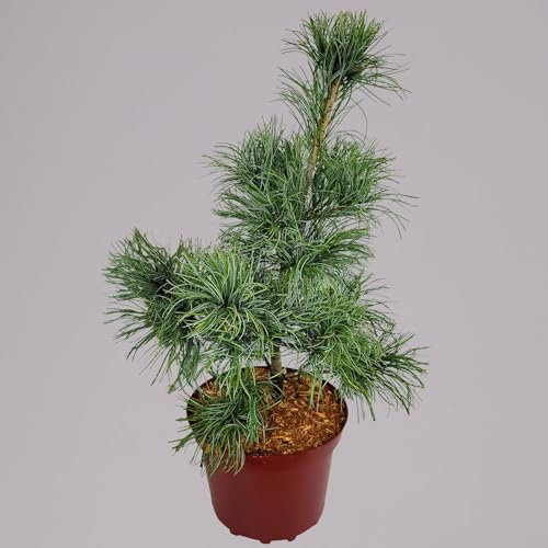 Mädchenkiefer 'Schoon´s Bonsai', Höhe 30-40 cm, Topf 4 Liter, 2er-Set