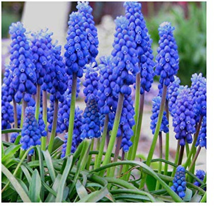 Muscari Armeniacum X 100 Blue Grape Hyacinth Bulbs, Flowering Size by Growtanical