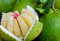 Pomelo Pummelo Citrus maxima erwachsene Pflanze in Phytozellen Zitrusfrüchte aus Sizilien