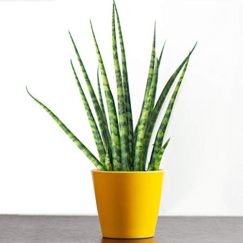 Sansevieria Cylindrica afrikanischer Spear getopfte Zimmerpflanzen Geschenk für Zuhause oder das Büro