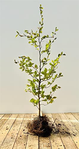 Fagus sylvatica Rotbuche Heckenpflanze wurzelware, winterhart, deutsche Baumschulqualität, schnittverträglich, pflegeleicht