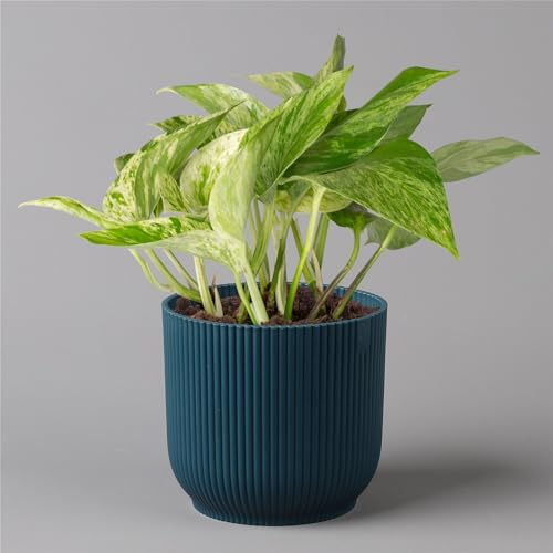 Efeutute 'Marble Queen' inkl. Übertopf Vibes blau, Topf-Ø 12 cm, Höhe ca. 15 cm