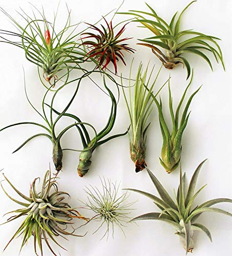3 Tillandsia Mix ,Aire Planta, Planta de Interior