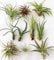 3 Tillandsia Mix, Luft Pflanze, Zimmerpflanze
