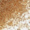 Bulk Seed Beads 110 Grams About 9800pcs, 2mm 12/0 Champagne Glass Craft Beads for Making Earrings, Bracelets, Pendants, Waist Jewelry,DIY Handmade Seed Beads（Champagne Silver Core）