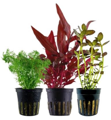 AquaOne Aquarium Pflanzen I 3X Wasserpflanzen I Mittelgrund Aquarienpflanzen I Alternanthera reineckii Limnophila Bacopa I Set mit 3 Mittelgrundpflanzen
