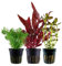 AquaOne Aquarium Pflanzen I 3X Wasserpflanzen I Mittelgrund Aquarienpflanzen I Alternanthera reineckii Limnophila Bacopa I Set mit 3 Mittelgrundpflanzen
