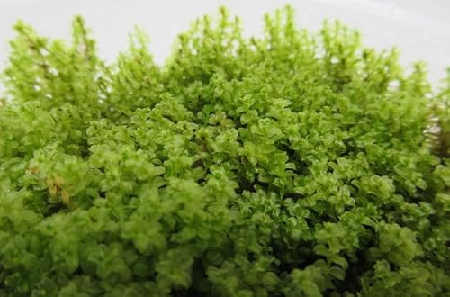florari XL In-Vitro Plagiomnium affine/Kriechsternmoos