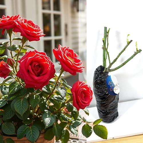 Hardy Bare Root Red Shrub Rose 'Beaute' – Fragrant Flowers for Garden Hedges, Borders, Walkways, and Flowering Plants