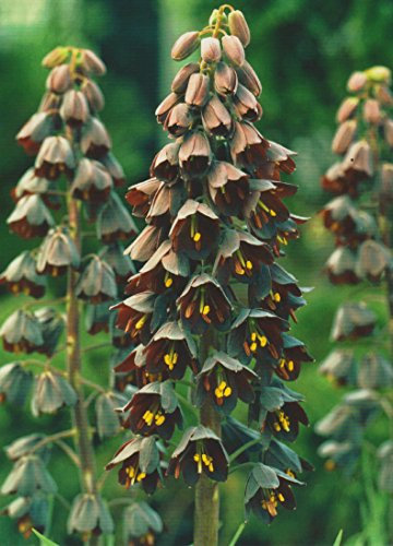 5 Persische Kaiserkronen Fritillaria Persica Blumenzwiebeln