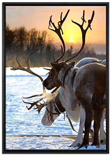 Pixxprint Zwei Rentiere im Schnee Leinwandbild 100x70 cm im Bilderahmen, Wandbild, Schattenfugenrahmen, Kein Poster